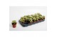 Aeonium overig Tricolor (Kiwi) 