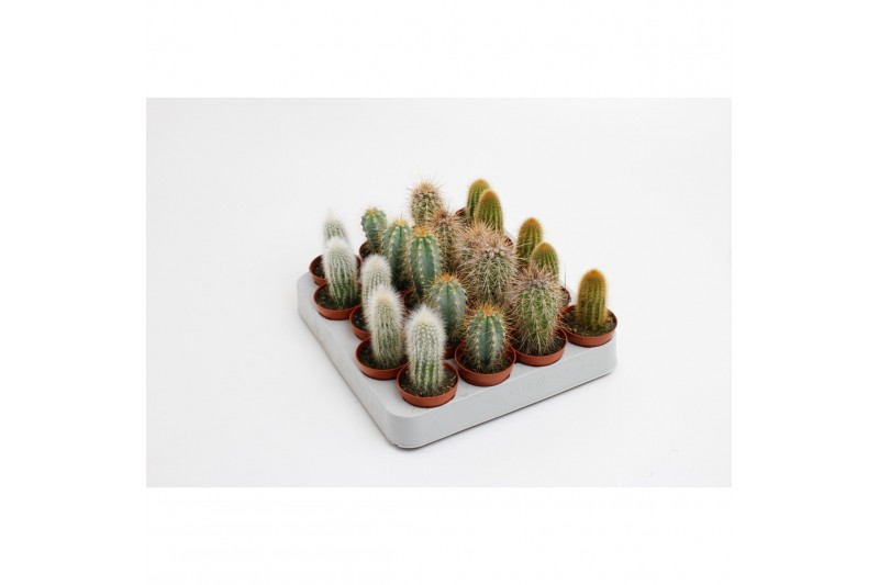 Cactus mix 5 soorten palen 