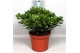 Crassula ovata 