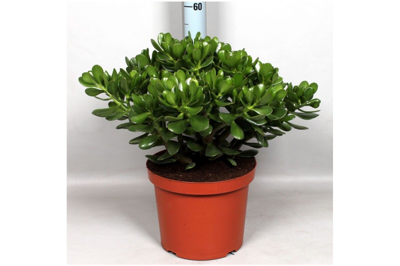 Crassula ovata 