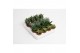 Aloe mix 
