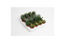 Aloe mix