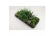 Aloe mix 