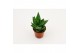 Aloe mitriformis 