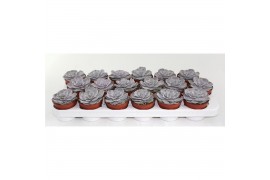 Echeveria runyonii