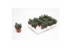 Succulenten Adromiscus Cooperii 