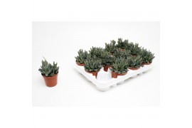 Succulenten Adromiscus Cooperii