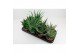 Aloe mix 