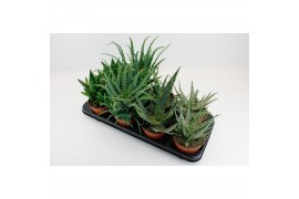 Aloe mix