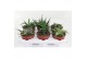 Aloe mix 