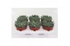 Echeveria zonder bloem Pelisuda 