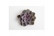 Echeveria snij Perle von Nurnberg snij 