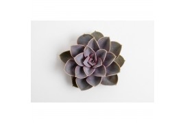 Echeveria snij Perle von Nurnberg snij