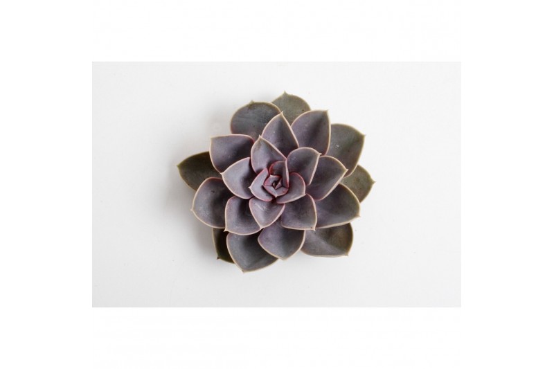 Echeveria snij Perle von Nurnberg snij 