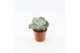 Cotyledon orbiculata var. oblonga 