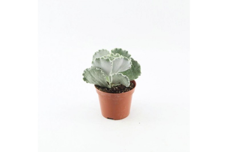 Cotyledon orbiculata var. oblonga 