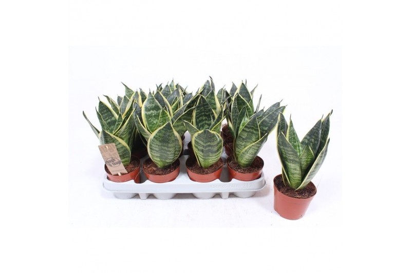 Sansevieria trifasciata golden hahnii edge 
