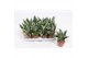 Sansevieria trifasciata golden hahnii edge 