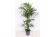 Howea forsteriana 