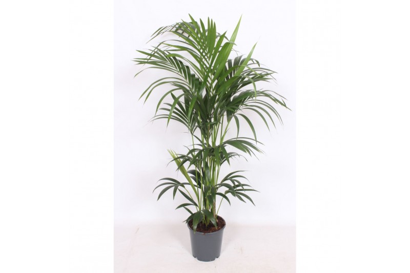 Howea forsteriana 
