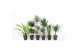 Kamerplanten mixkar 