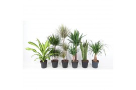 Kamerplanten mixkar