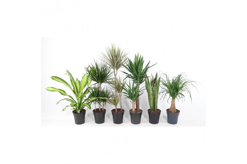 Kamerplanten mixkar 