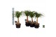 Beaucarnea recurvata rechte stam 