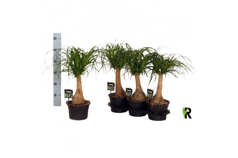 Beaucarnea recurvata rechte stam 