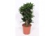 Dracaena fragr. compacta vertakt 