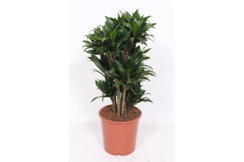 Dracaena fragr. compacta vertakt 