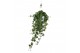 Hedera pittsburgh helix 17pp - 90-100cm Rank - Hangpot XXL 