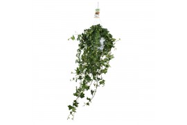 Hedera pittsburgh helix 17pp - 90-100cm Rank - Hangpot XXL