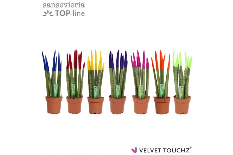 Sansevieria cylindrica velvet touchz mix 