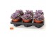 Echeveria purple pearl SuPure® 6gts 
