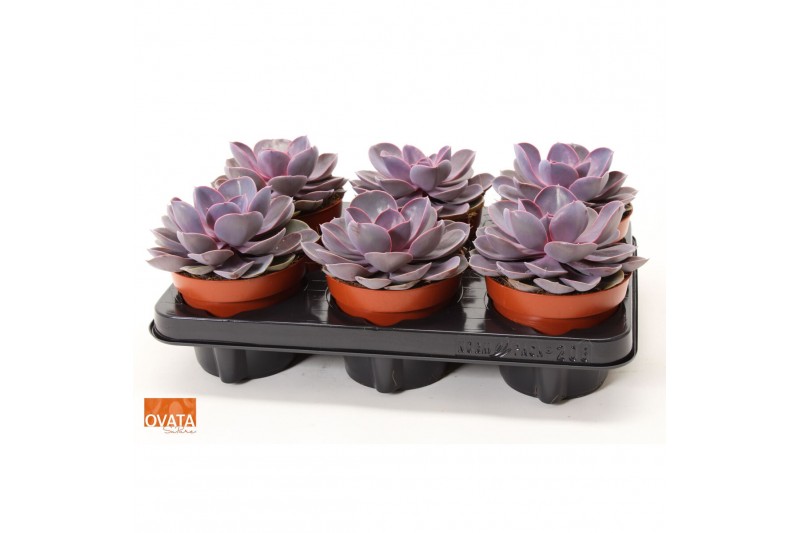 Echeveria purple pearl SuPure® 6gts 
