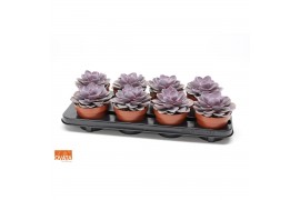 Echeveria purple pearl SuPure® 8gts