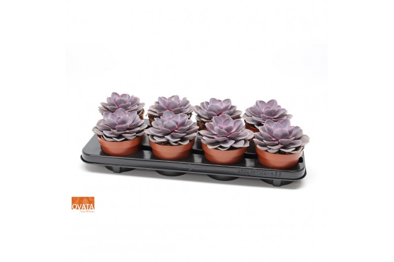Echeveria purple pearl SuPure® 8gts 