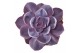 Echeveria purple pearl SuPure® 8gts 