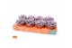 Echeveria purple pearl SuPure® 