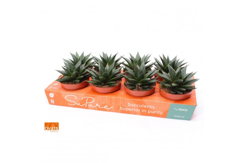 Gasteria flow SuPure® ROCKS 