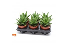 Aloe perfoliata SuPure® ROCKS 6gts