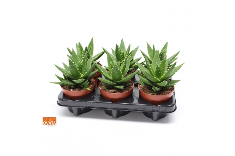 Aloe perfoliata SuPure® ROCKS 6gts 