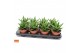 Aloe perfoliata SuPure® ROCKS 8gts 
