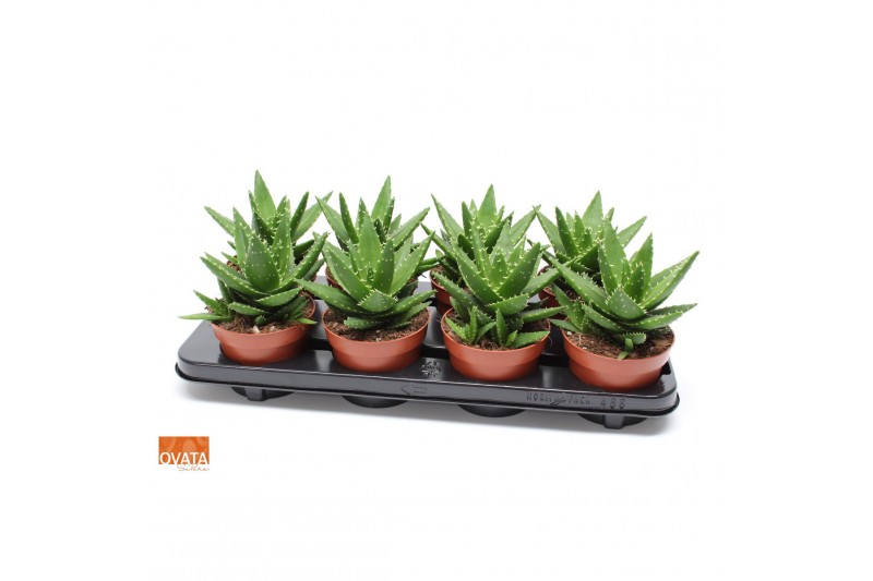 Aloe perfoliata SuPure® ROCKS 8gts 