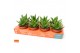 Aloe perfoliata SuPure® ROCKS 