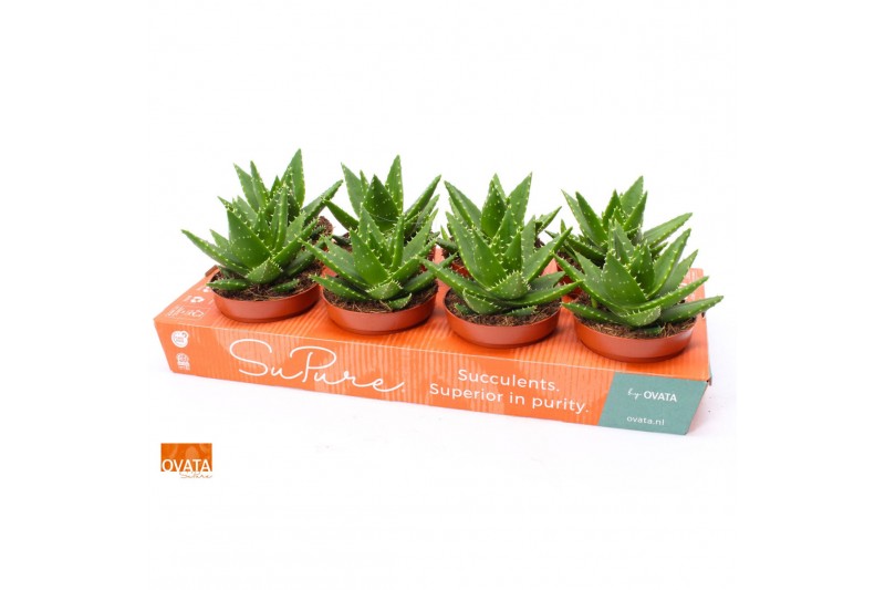 Aloe perfoliata SuPure® ROCKS 