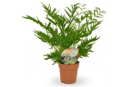 Pteris straminea