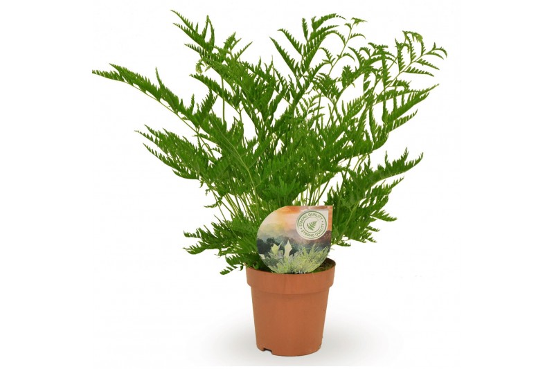 Pteris straminea 
