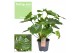Philodendron shangri la feel green 